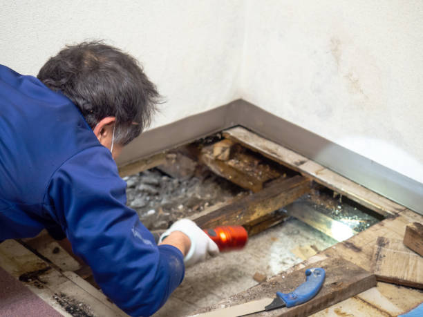 Best Attic Mold Removal  in Tuscarawas, OH