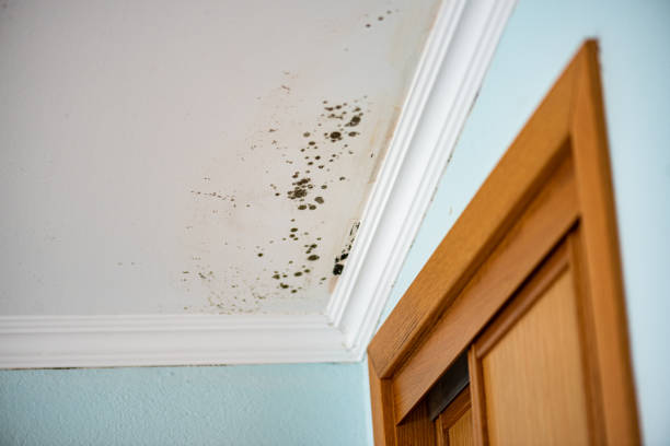 Best Mold Damage Repair  in Tuscarawas, OH
