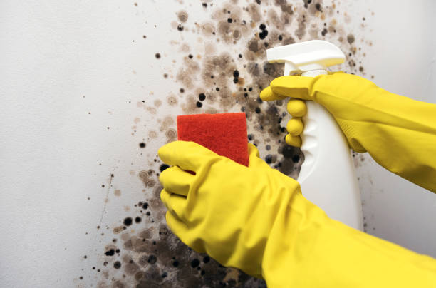 Crawl Space Mold Removal in Tuscarawas, OH
