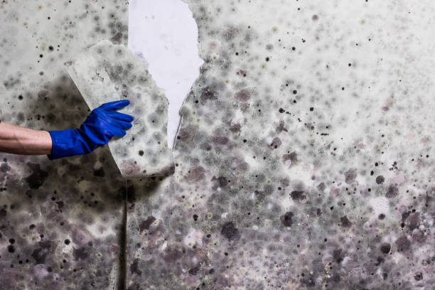 Best Certified Mold Removal  in Tuscarawas, OH